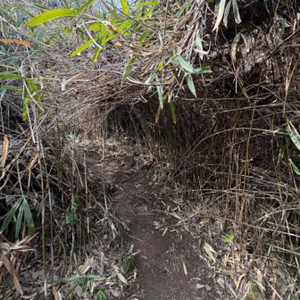 トトロルートの名物
笹トンネル！