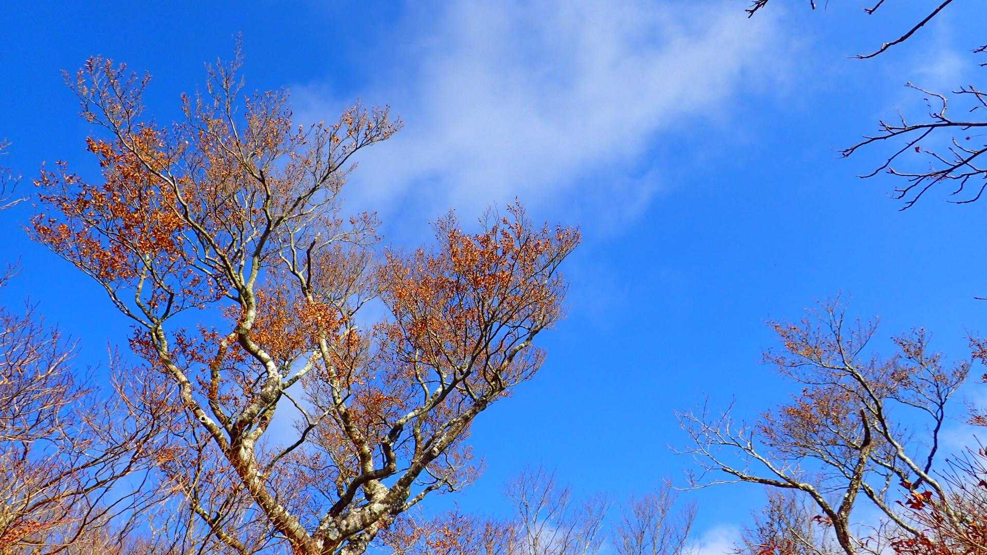 口千丈岳登山口-口千丈山-焼山ノ太尾ノ頭 往復コースの写真