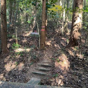 林道まで降りてきた　あとは舗装路を大山不動尊まで戻る