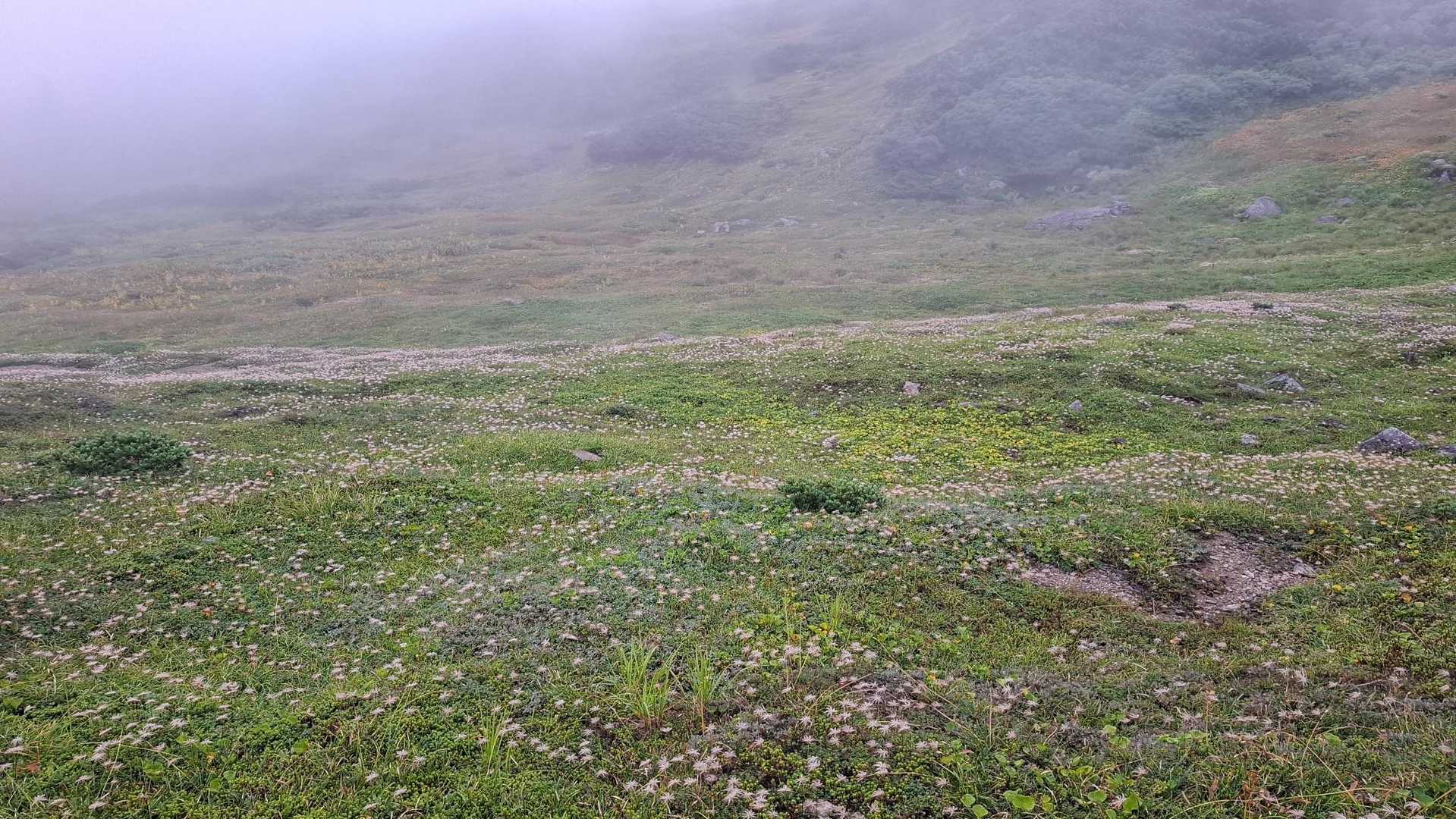 チングルマに囲まれた登山道が続きます