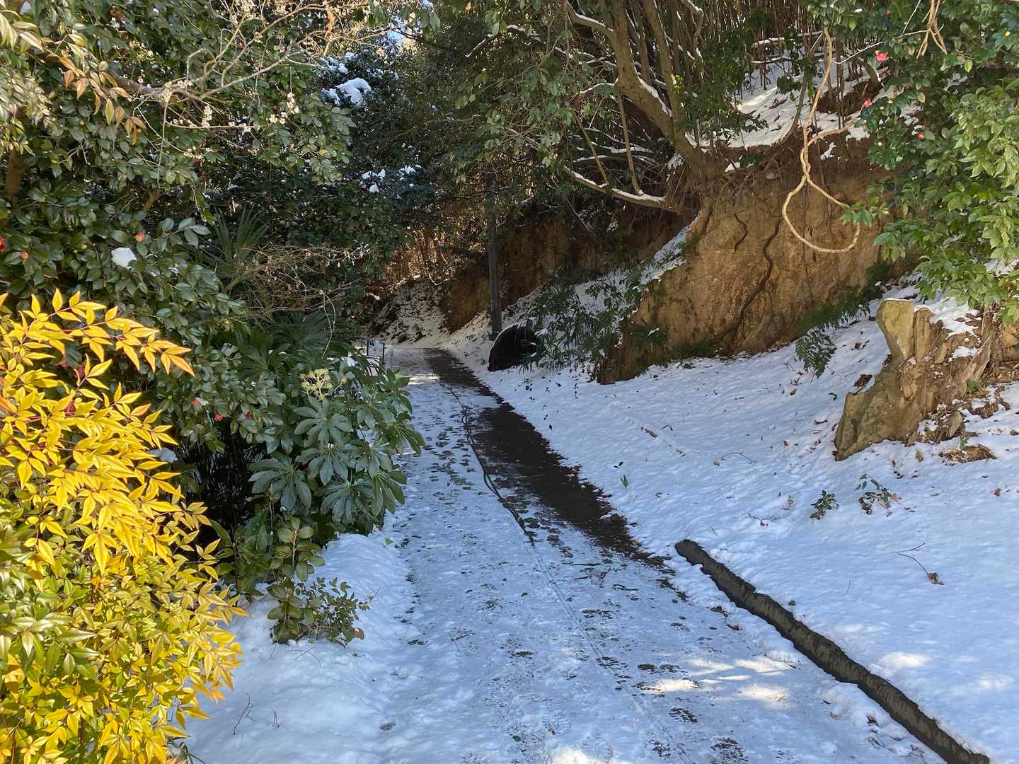 なかなか残ってた⛄️