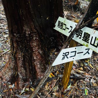分岐