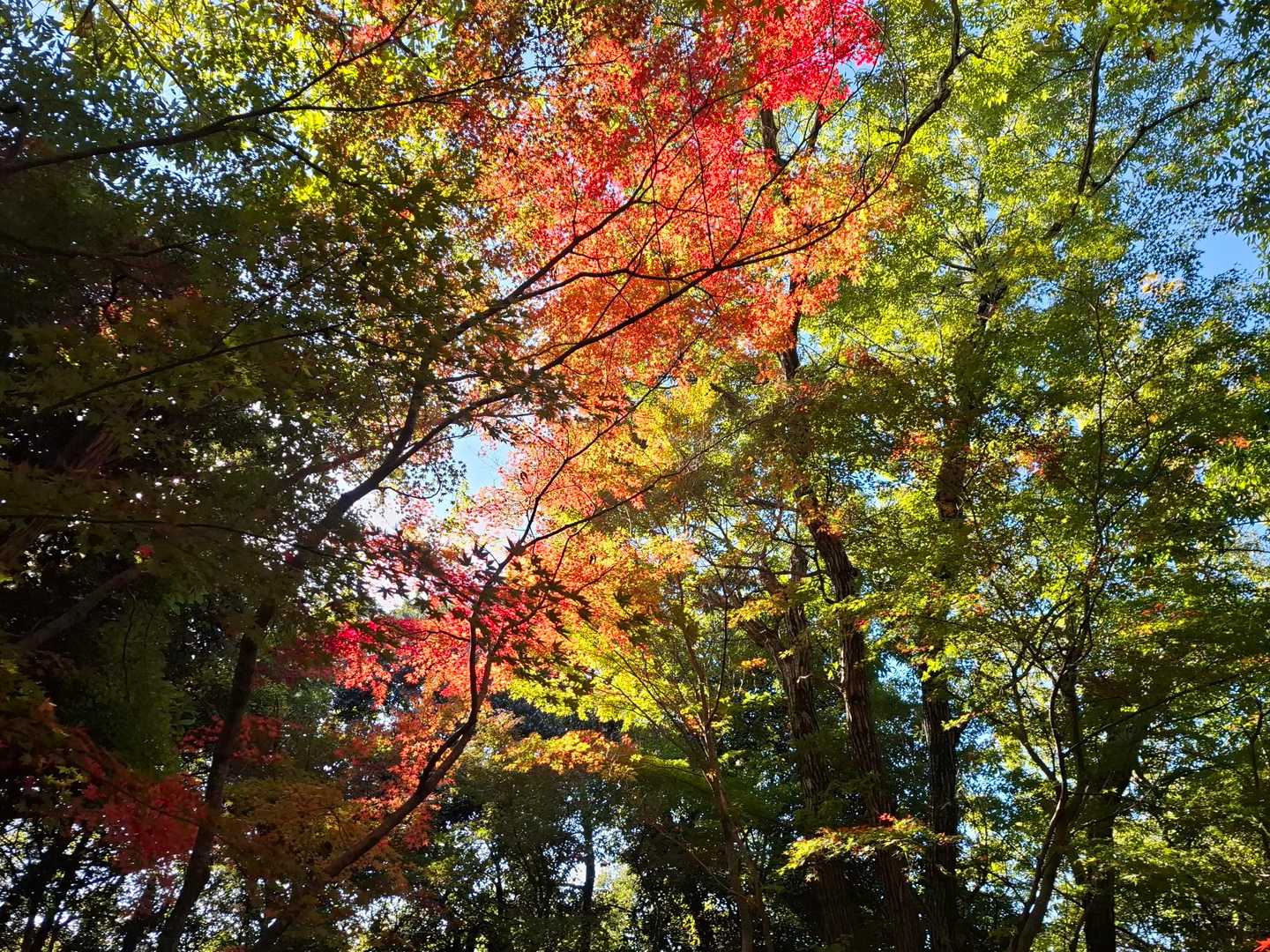 🍁
