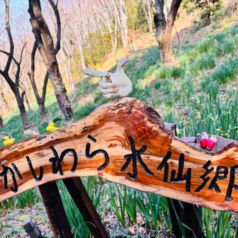 水仙郷に下りてきました