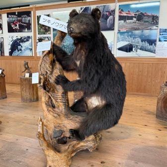 三峰ビジターセンターのツキノワグマ