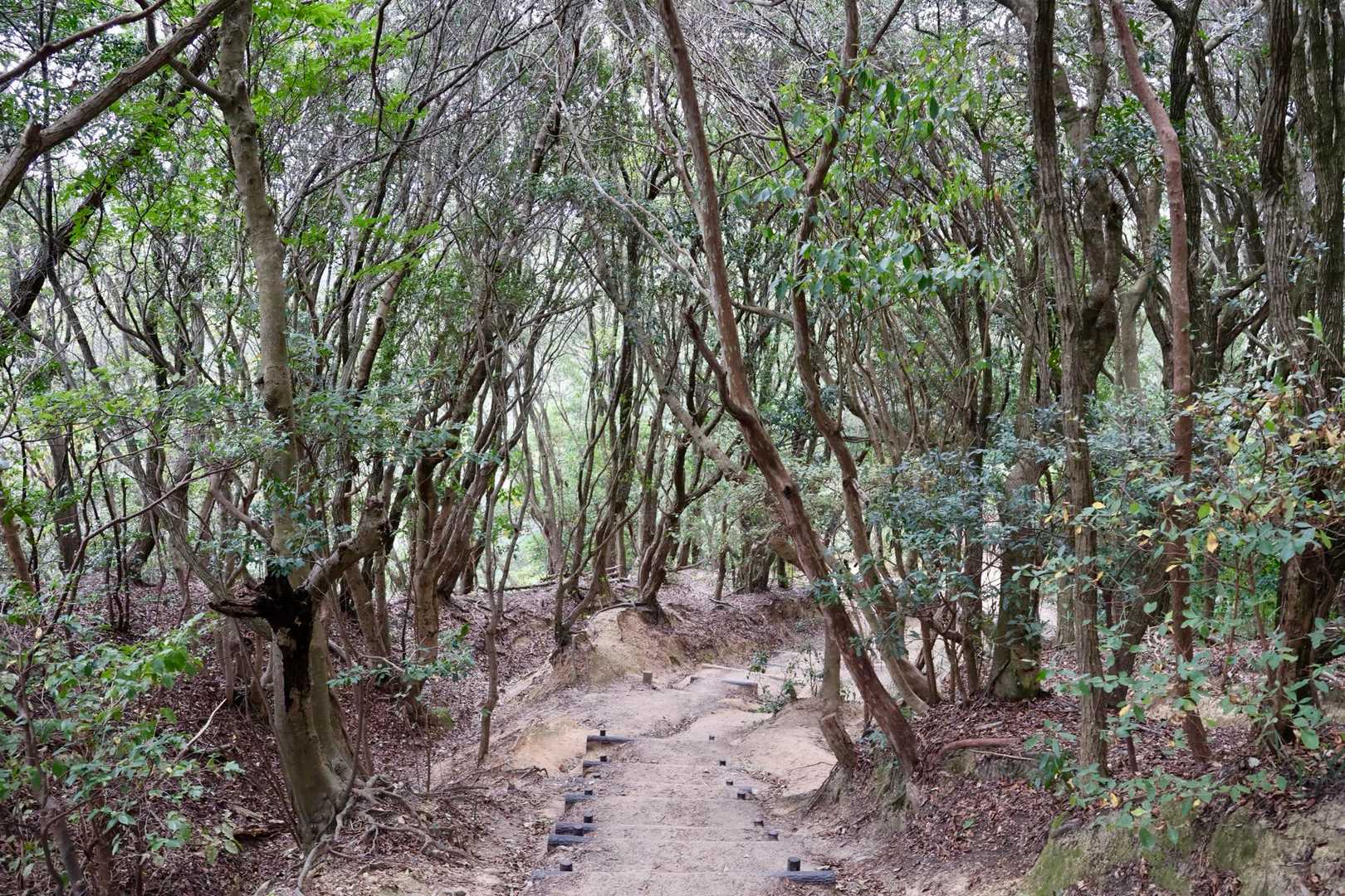 ウバメガシの森🌲
癒しの道です〜(๑˃̵ᴗ˂̵)