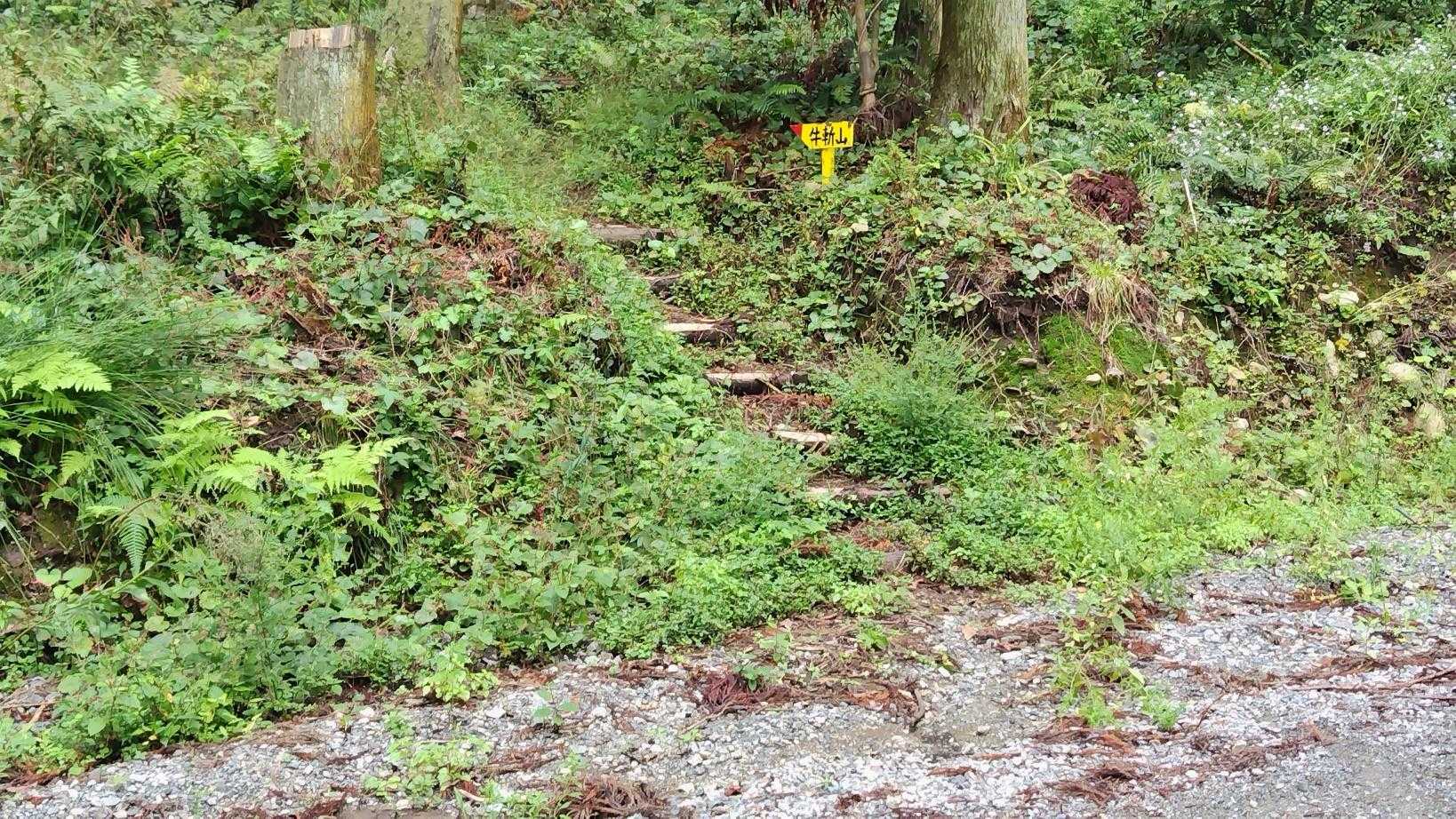 一度林道を横切ります
