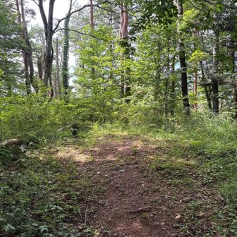 権現山山頂。これまた山名標識は見当たらず…
