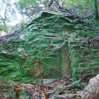 ウラ道を下山中
