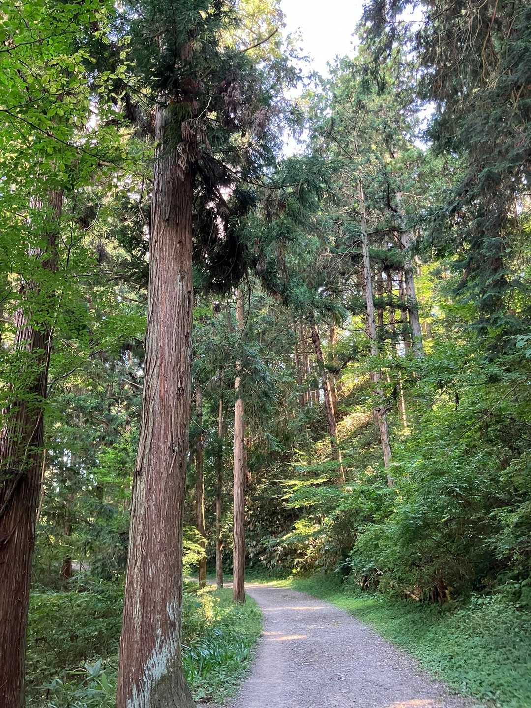 城山 往復コースの写真