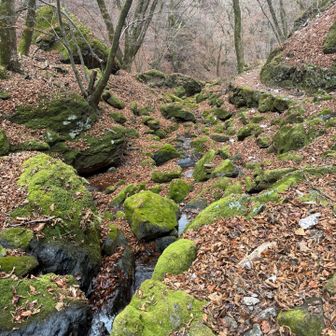 ロックガーデンの苔むした岩