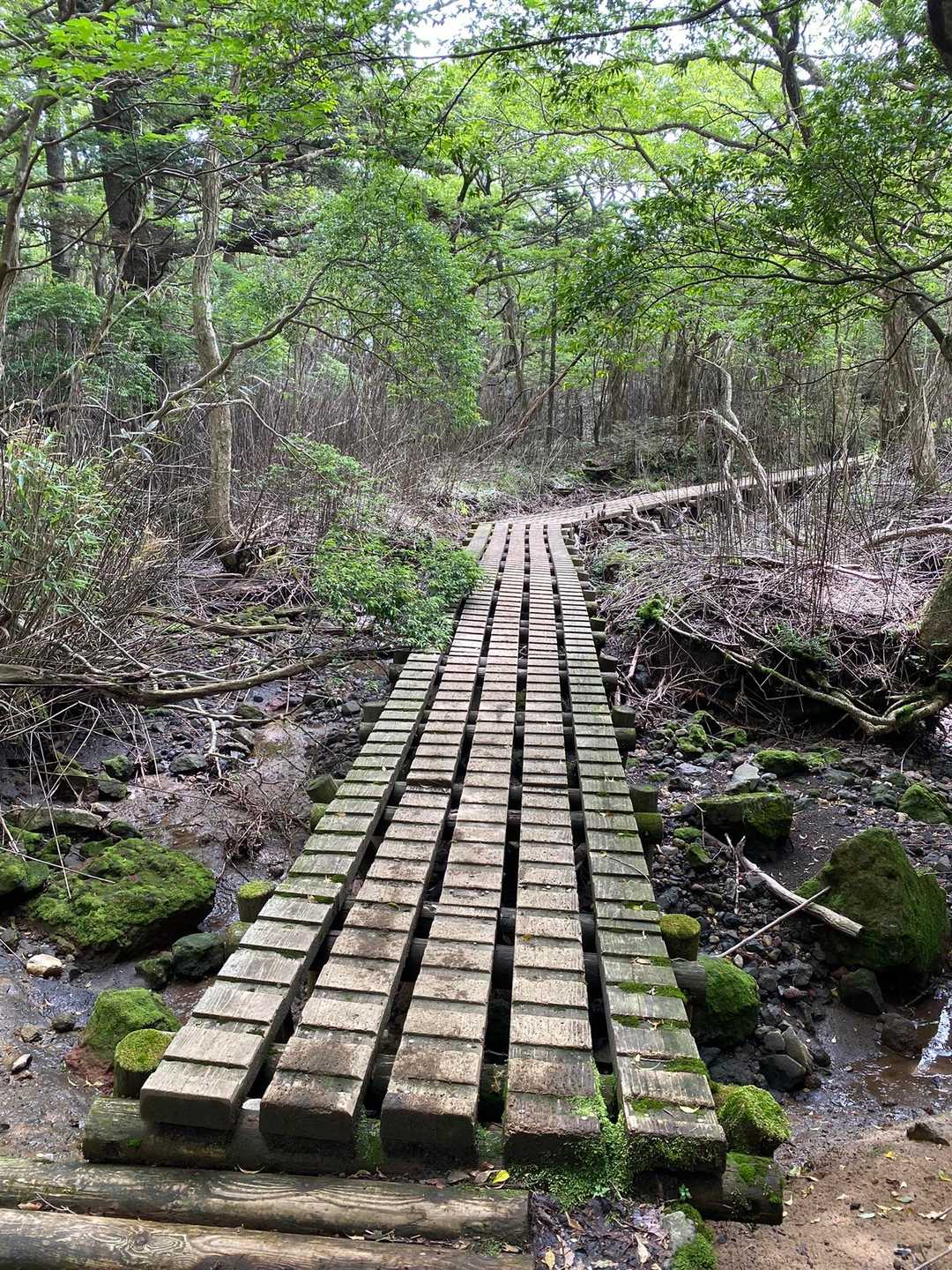 つつじヶ丘バス停-つつじヶ丘登山口-韓国岳 往復コースの写真