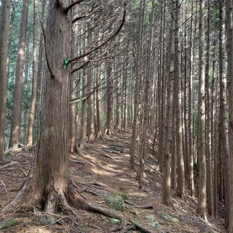 アップダウンの中のご褒美ロード✨