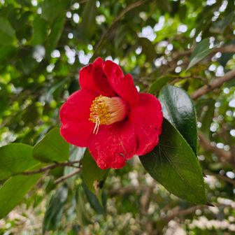 残り少なくなったツバキの花❤