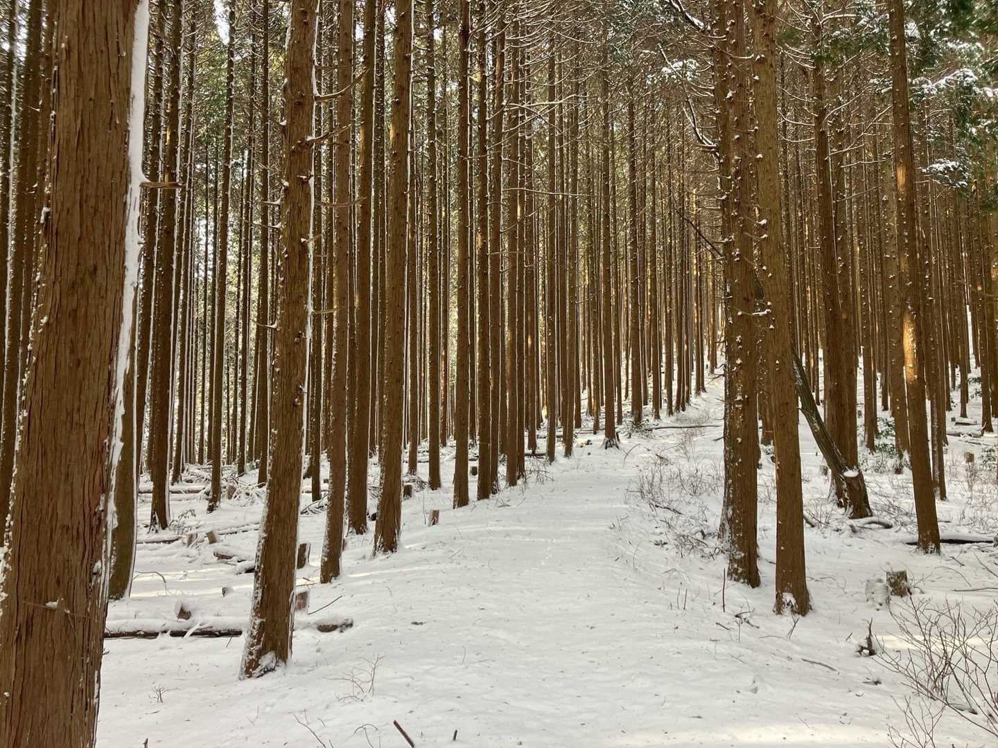 雪を踏む音が心地よい。