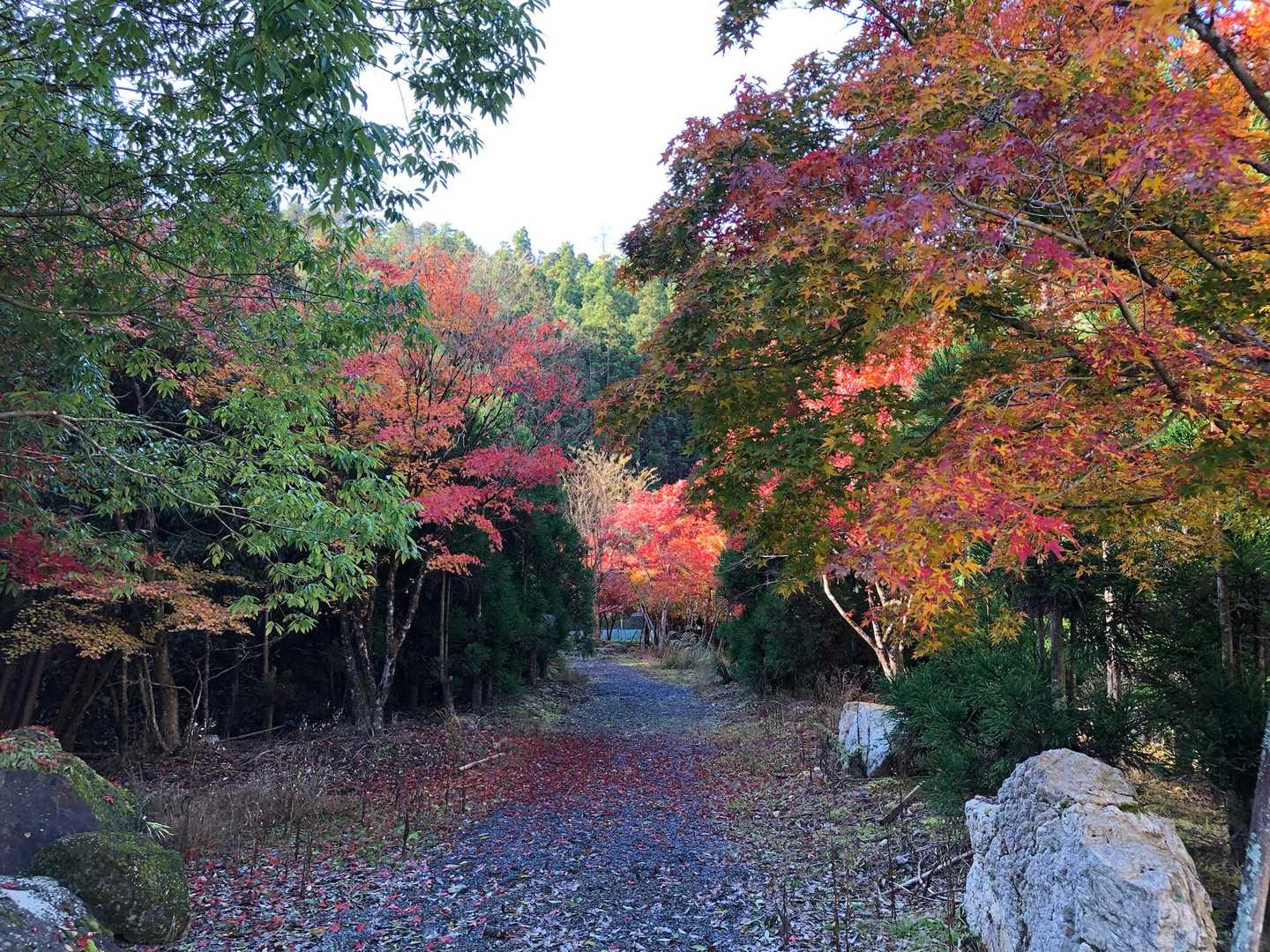 京都一周トレイル 北山西部コースの写真