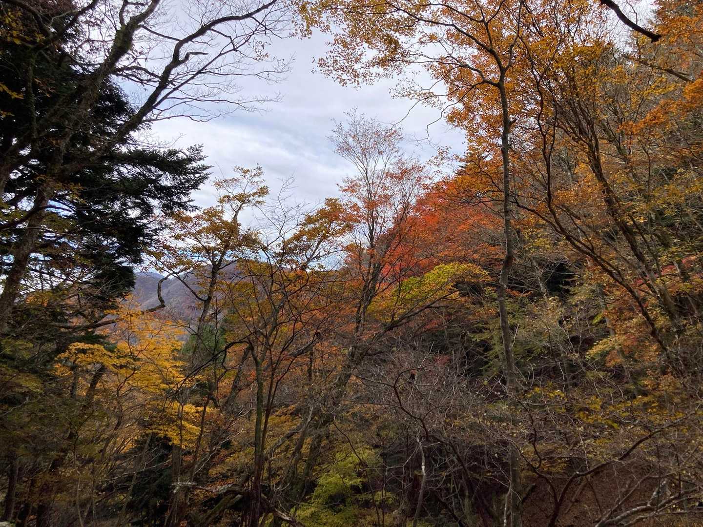 🍁🍂🍁🍂