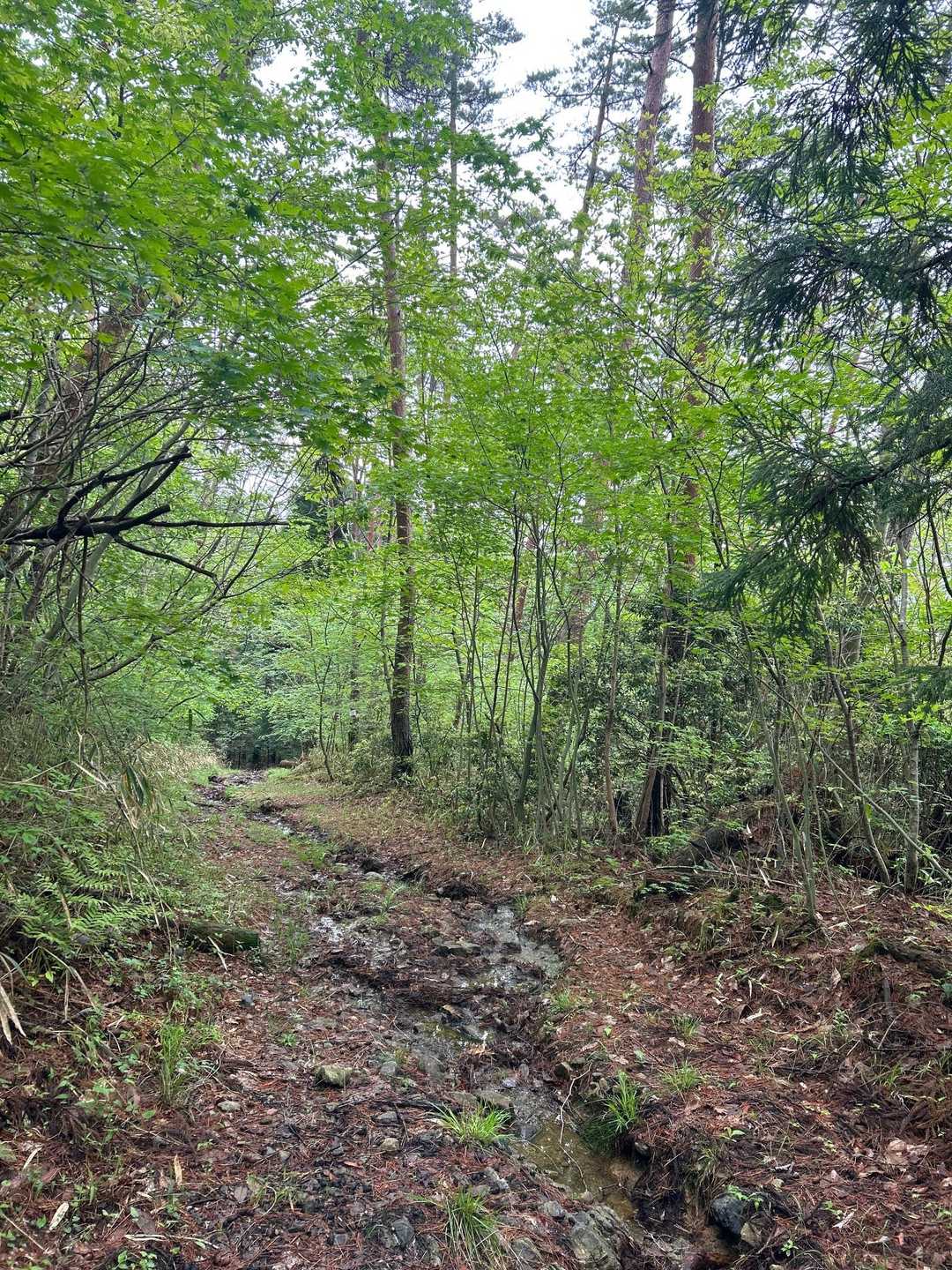 大佐山登山口-大佐山-大佐山登り口 周回コースの写真