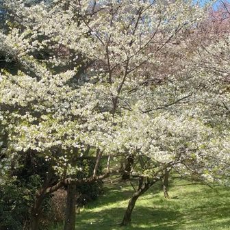 花びら舞ってる