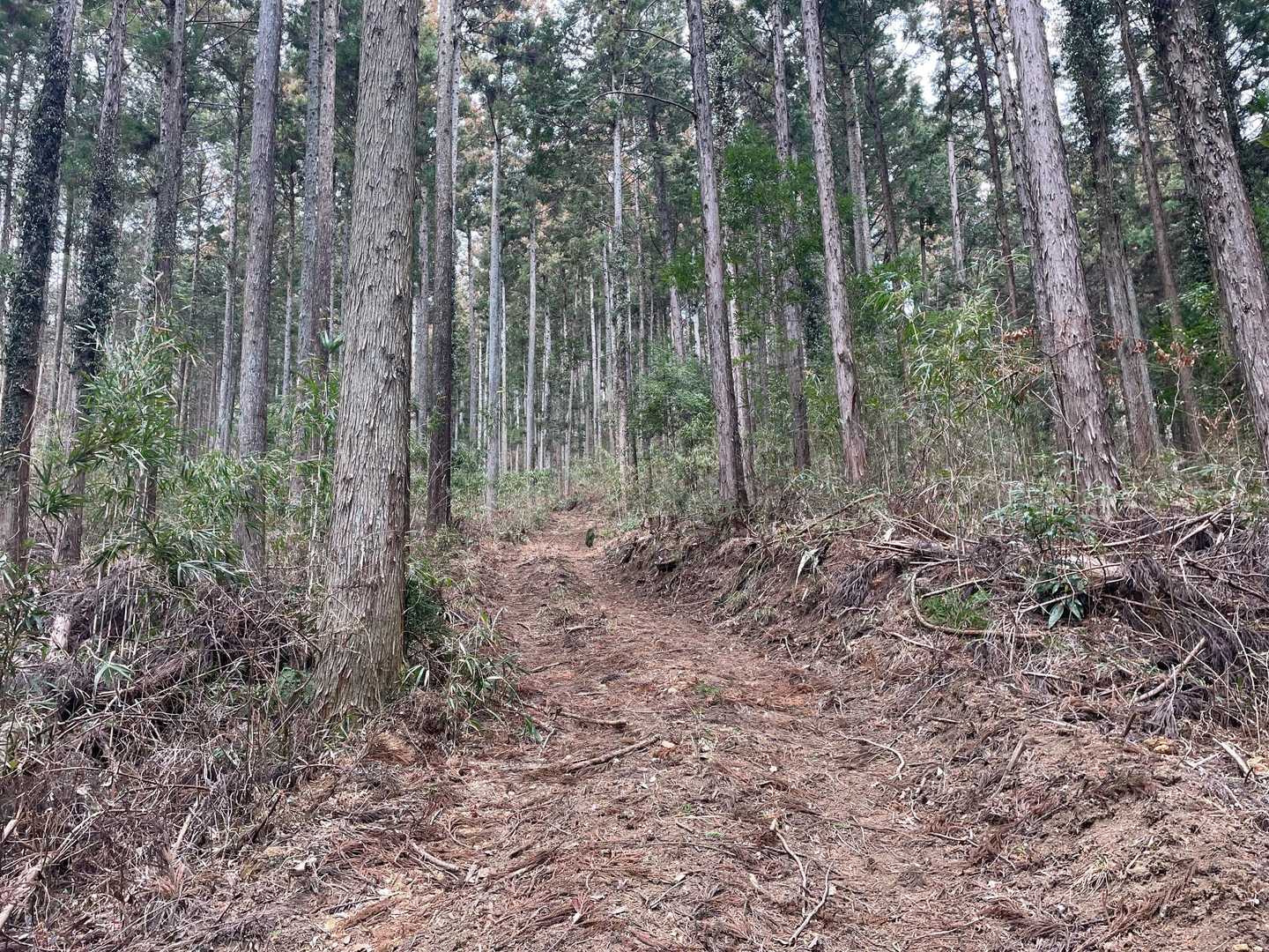 この辺りは分かりやすい踏み跡あり