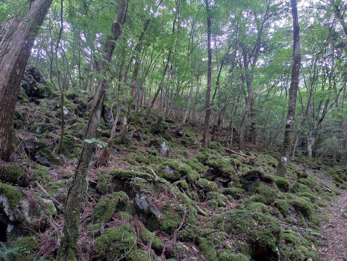 山犬嶽登山口-山犬獄 往復コースの写真