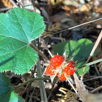 フユイチゴ ( 冬苺 ) 🍓

葉っぱが傷んでしまってるのが多かったんですが、これは綺麗です🥰
実もキラキラです✨✨✨