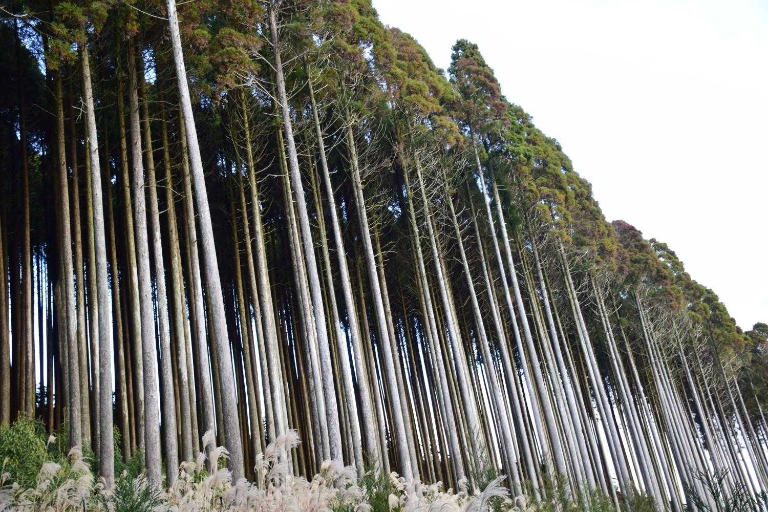 🌲🌲🌲