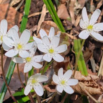まとまって咲いていました🤗