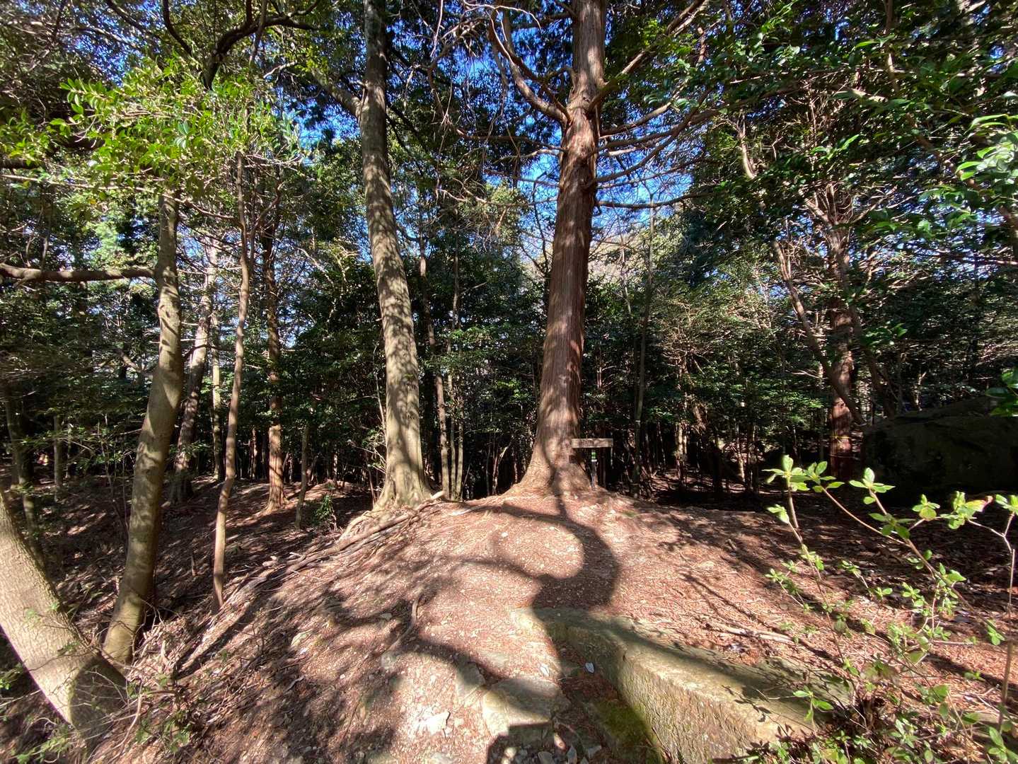 ここは左の尾根に行きそうですが、右👉