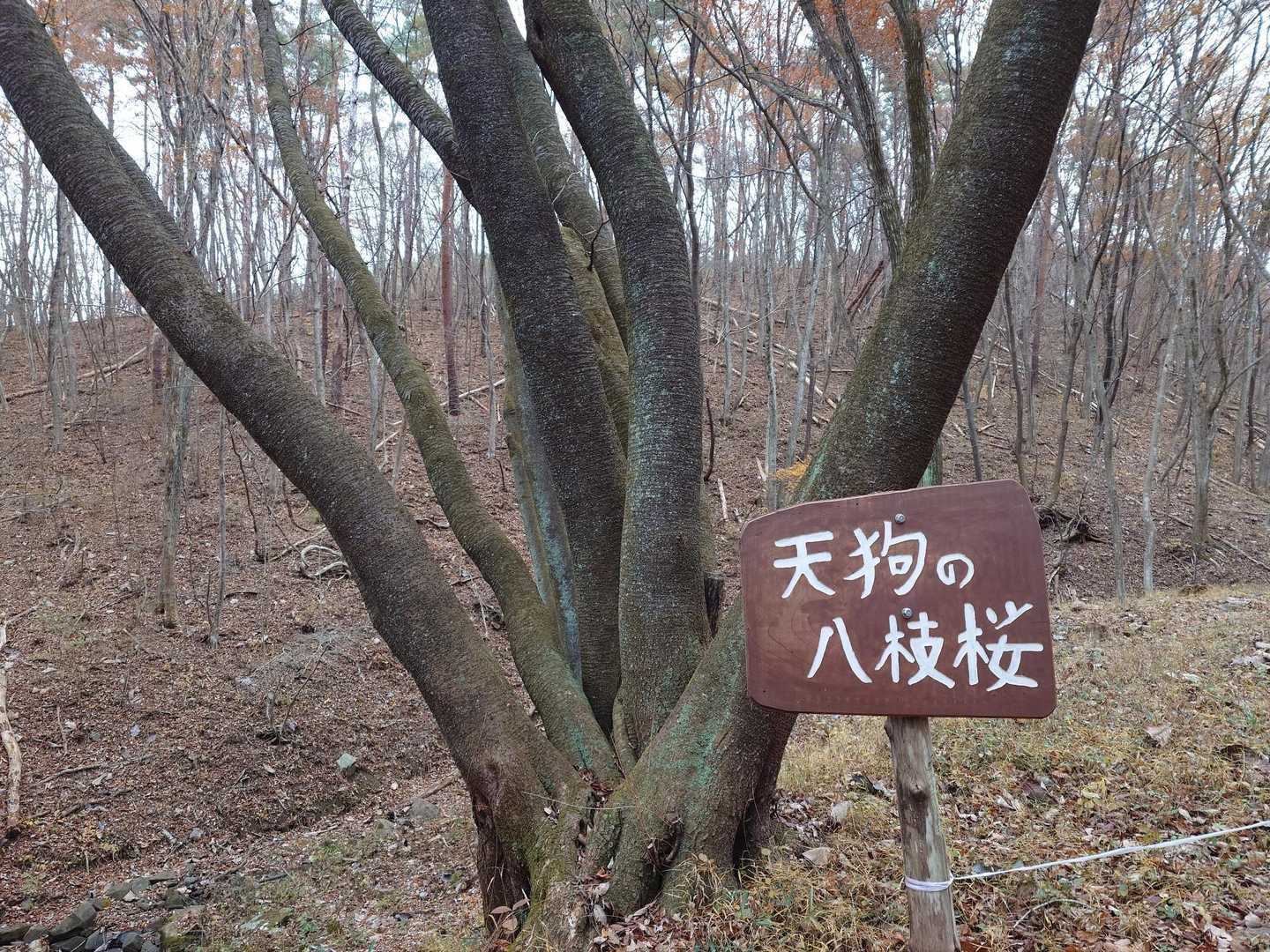 ここのミツバチさんはどうしたんだろう