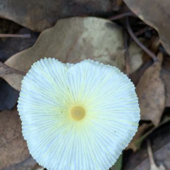 雨上がりに生えたその日に消えてしまう命短い儚いキノコ🍄‍🟫まるでガラス細工のよう💕
