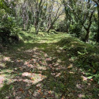 舗装路を少し歩いてから林道に入ります！
道幅も広いから蜘蛛の巣はありません♪