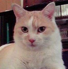 るいちゃんぱぱ