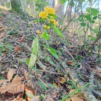 山の中でみるヤクシソウの黄色は映えますね