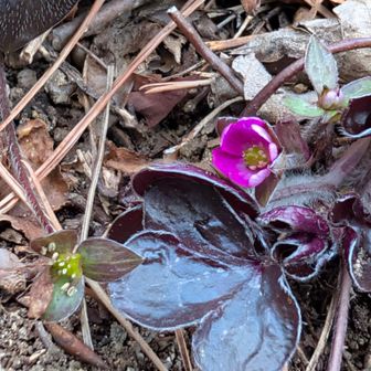 ピンクの子
どの子も葉っぱが大きかったです