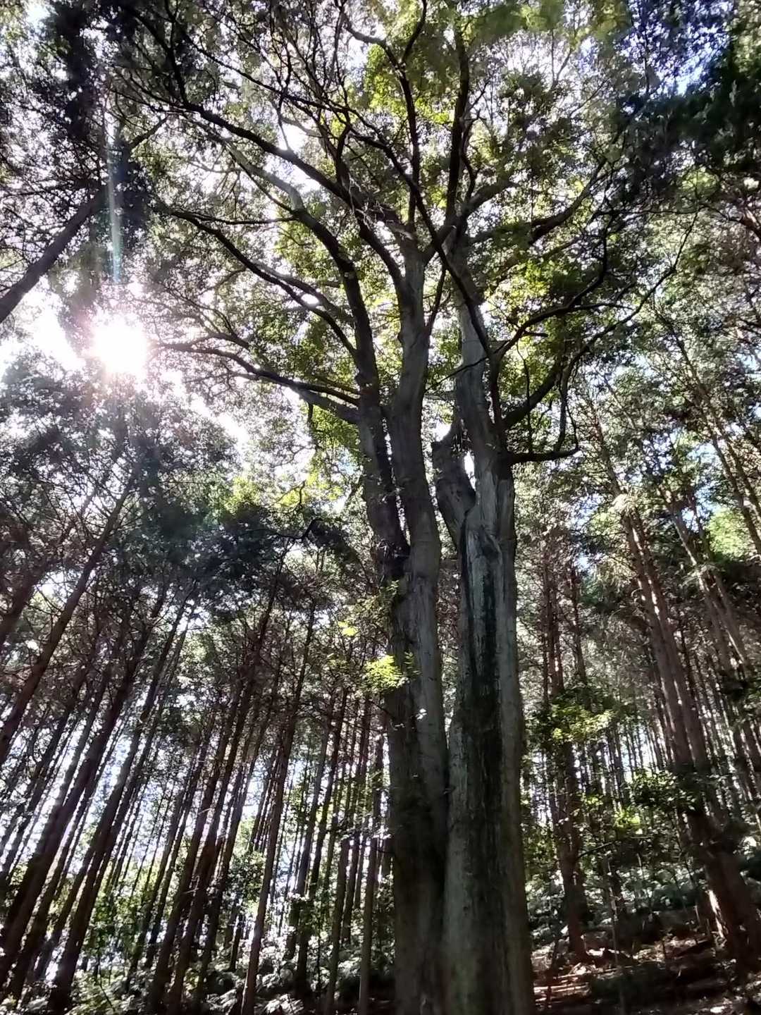 大門橋バス停-多度大社前バス停-多度大社-多度山道入口-多 周回コースの写真
