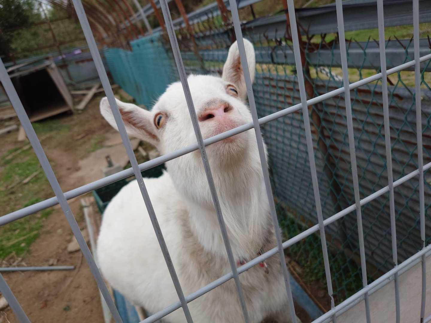 今日のメイちゃん🐐は愛嬌たっぷりで鳴き声も結構聞くことができました。