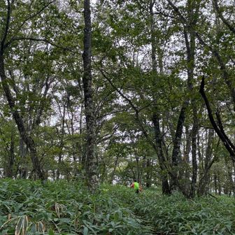 烏帽子ヶ岳山頂への笹原