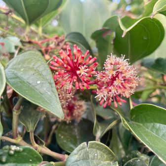 山友さんに教えていただいた
サツマサンキライ　(*´꒳`*)