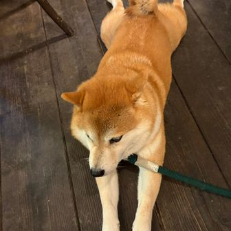 看板犬🐕
後ろ足が可愛すぎる💕😍