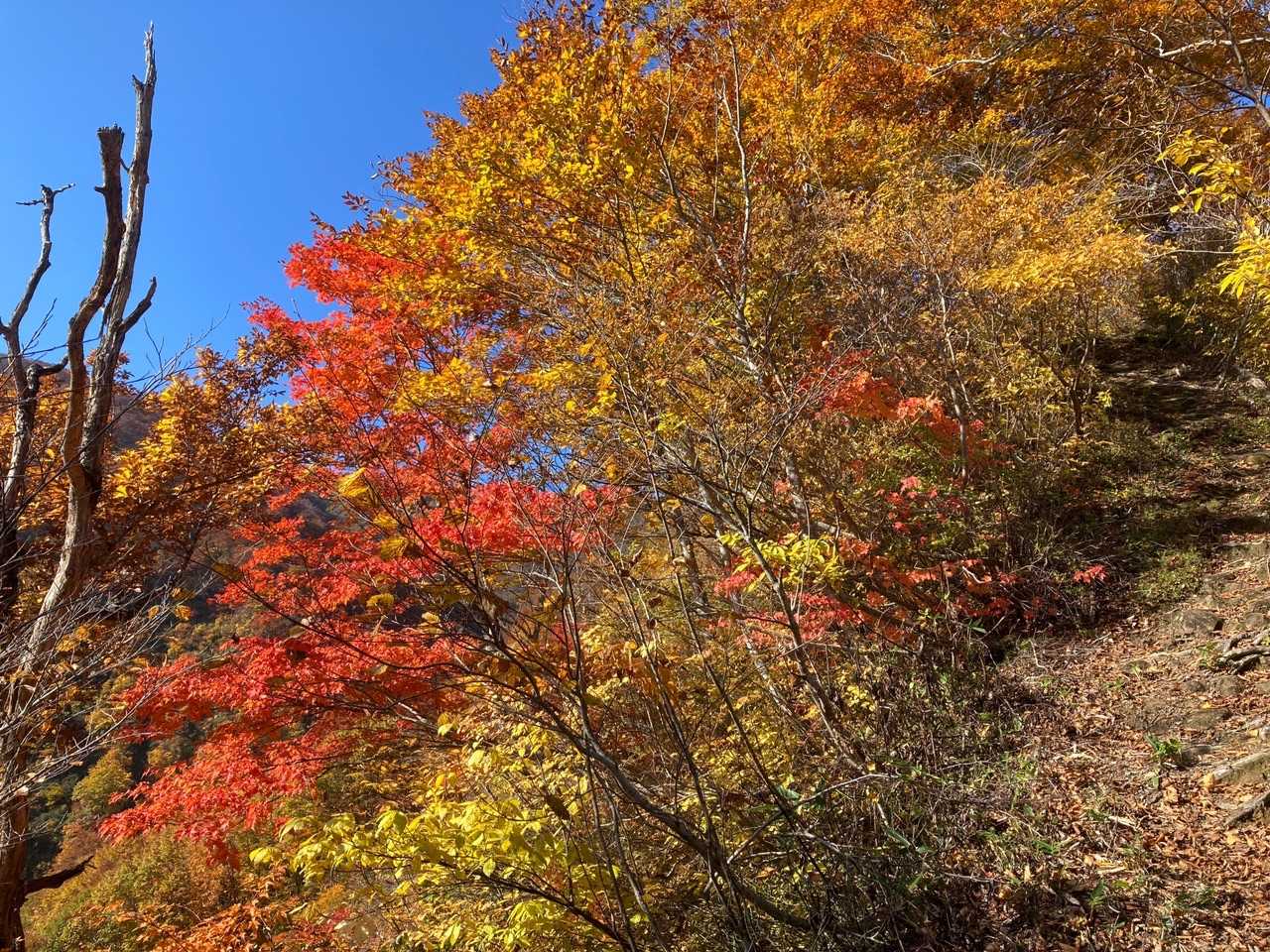 紅葉②