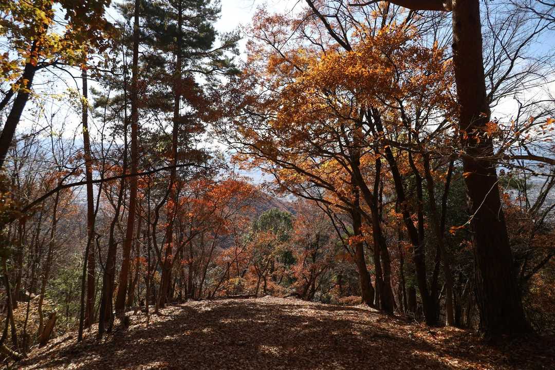 紅葉は少し残るも散り気味
