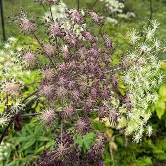 シシウド（猪独活）

この花を観察すると、試験勉強📚しないとマズいと思ってしまう😭

画像のように結実させて、結果を出さないと😰