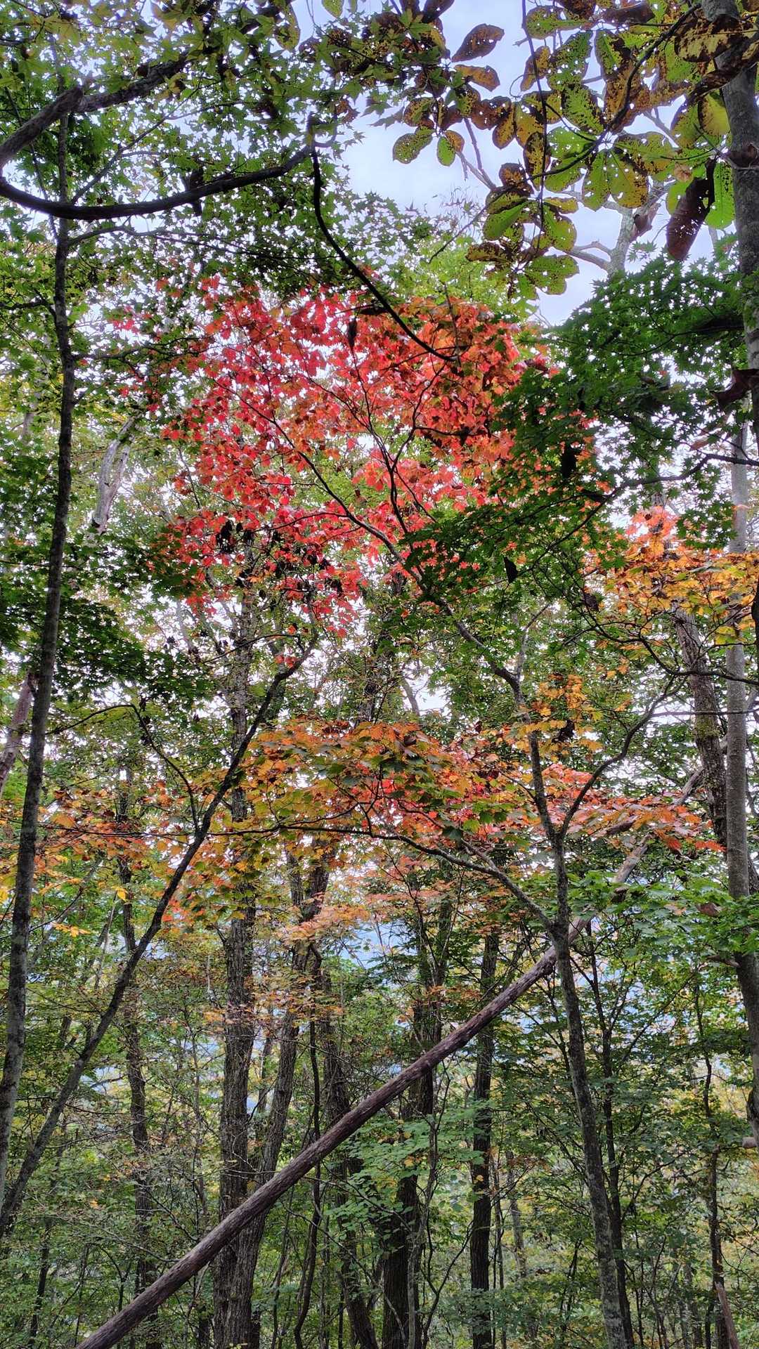 道中、これが一番紅葉のコントラストしてましたね。
低山の紅葉はこれからが本番です。