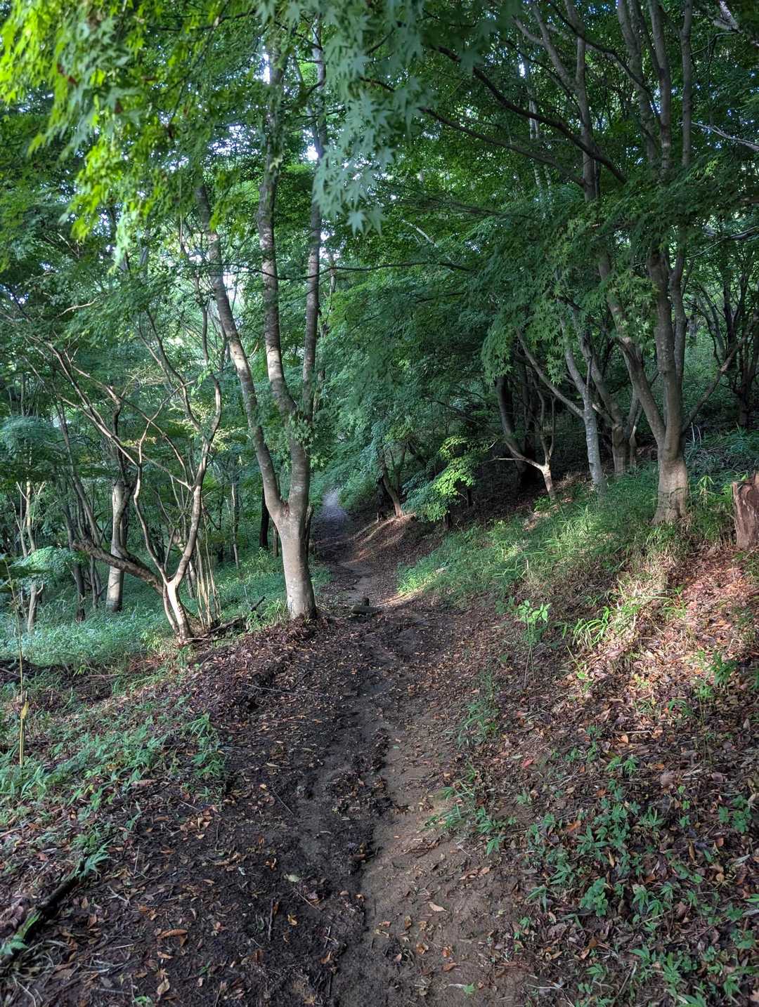 下りは気持ち良すぎてフラットなパートは少し走ってみる🏃