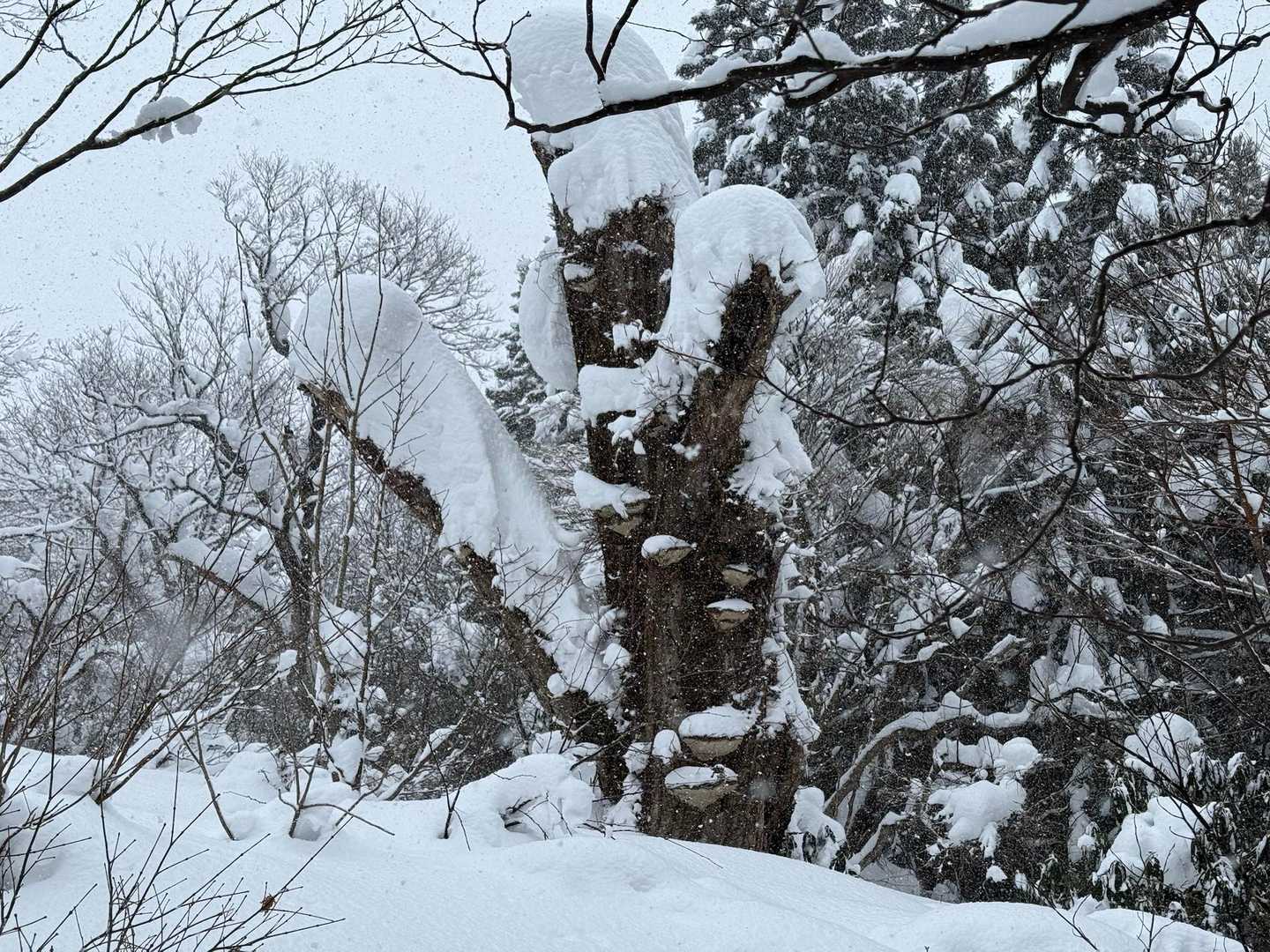 面白い