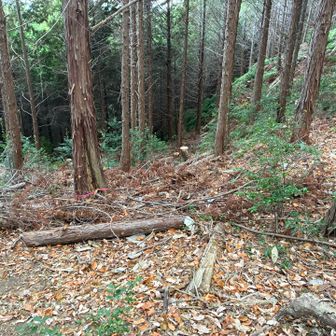 こんな感じで、道がない
行くのをちょっと躊躇いました、、