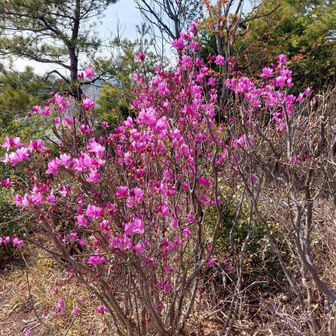 高砂アルプスのツツジの木は小型かなぁ❓️