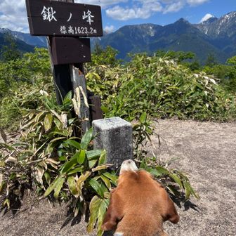 頂上に到着だワン🐶