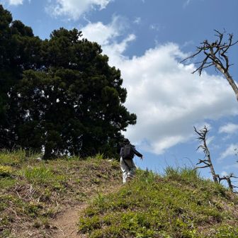 ゴリラのシッポ